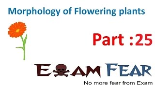 Biology Morphology of Flowering Plants part 25 Aestivation types CBSE class 11 XI [upl. by Inaleon]