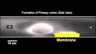 Vortex Chain Formation in Regions of Ion Concentration Polarization [upl. by Digdirb650]