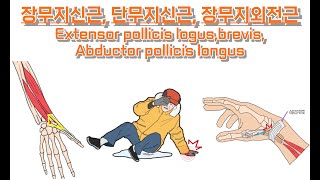 장단무지신근 장무지외전근 긴짧은엄지폄근 긴엄지벌림근 Extensor pollicis logusbrevis Abductor pollicis longus 완전정복 [upl. by Penoyer]