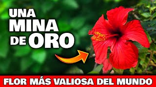 ESTO es una MINA DE ORO NATURAL La PLANTA de HIBISCO o FLOR DE CHINA  Usos Curativos y Cuidados [upl. by Hutton]