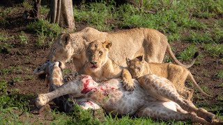 6 Lions killing a Giraffe [upl. by Eniarda]