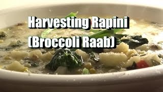 How to Harvest Rapini Broccoli Raab amp Recipe Idea [upl. by Leunamnauj412]