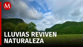 La Huasteca Potosina se revitalizan en flora y fauna gracias a las lluvias [upl. by Munmro]