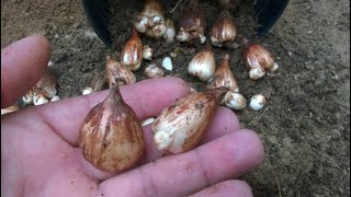 When and How to Collect Freesia Flower Bulbs [upl. by Secundas]