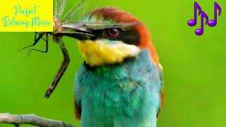 European Bee Eater Merops apiaster call Relaxing Nature Sounds Bird singing Soothing Sounds [upl. by Namwob]