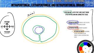 Intraperitoneal Extraperitoneal and Retroperitoneal Organs [upl. by Annaet]