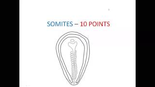 EMBRYOLOGY NOTES  SOMITES10 POINTS [upl. by Ellenehc449]