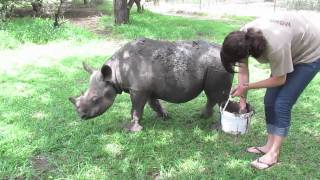 Ridiculously Cute Baby Rhino Hates His Mud Bath [upl. by Yregerg7]