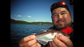 Loch Fyne kayak fishers [upl. by Brew]