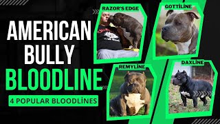 American Bully Bloodlines Razors Edge Gottiline Remyline Daxline [upl. by Lerej]