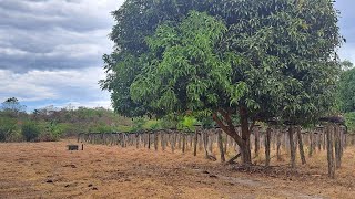 1000 SQM Farm for Sale in Zambales with Mountain View of Mt Mabanban [upl. by Kirkwood]