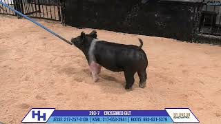 2937 CROSSBRED GILT  Heimer Hampshires Sept 23 2024 Sale [upl. by Mchenry]