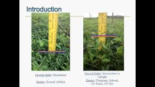 Growth Habits of Rhizoma Peanut Cultivars [upl. by Yroggerg]