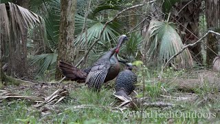 Osceola Turkey Bow Kill Gobbler Smashes Jake Decoy [upl. by Jerri688]