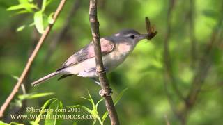 Warbling Vireo singing and eating moth [upl. by Yatnahc]