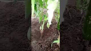 Foot and collar rot in tomatoes tomatoplantcare farming [upl. by Htebzil]