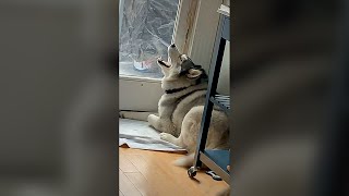 Husky Screaming to Get Out  Funny Dog Videos 🐾 [upl. by Namharludba]