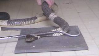 Banded Cobra Naja annulifera Venom Extraction [upl. by Nosniv]