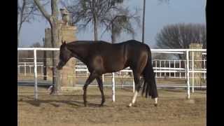 Original Cowboy  Standing at Simons Show Horses [upl. by Svetlana]