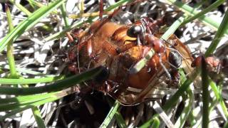 Rufagroup Ants Formicidae Formica obscuriventris Carving up May Beetle [upl. by Eckardt]