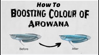 How To Boosting Colour Of Arowana [upl. by Ileana]