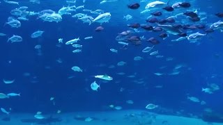 Beautiful Aquarium with Relaxing Sounds to Fall Sleep [upl. by Notned872]