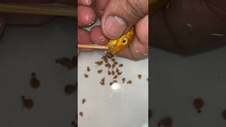 Yellow cichlid fish giving birth to 27 baby fish fish 물고기 fishing [upl. by Gomar645]