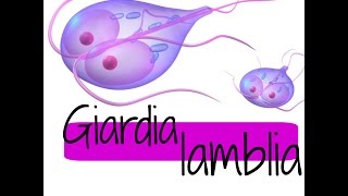 Giardia lamblia QUISTE Y TROFOZOITO ❤ [upl. by Tortosa77]