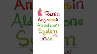 Renin Angiotensin Aldosterone System RAAS anatomy physiology biology nurse doctor mbbs [upl. by Trista]