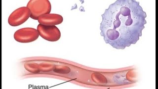 Bloodplasma proteinoncotic pressure [upl. by Auehsoj861]