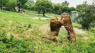 Tiger VS Lion Real Fight  Lion VS Tiger  Tough Creatures Ep 2 [upl. by Rett690]