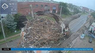 ミニの足Part③ 2023810 Osprey Cam Live Patchogue NY [upl. by Salocin]