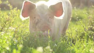 True facts about pigs  A Pig Video [upl. by Bodrogi]