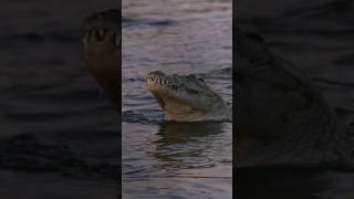 The 15 Foot Man Eating Crocodile in the Zambezi River [upl. by Yardna]