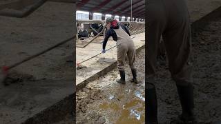 Cleaning Manure with The Latest Technology Gets REAL Results 🐄 [upl. by Erme288]