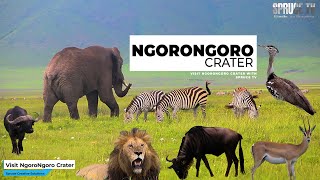 Visit Ngoro Ngoro Crater in Tanzania with Spruce Creative Solutions Documentary By Spruce Tv Online [upl. by Tecil]