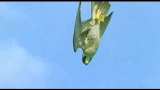 Pigeon vs Peregrine Falcon  Animals The Inside Story  BBC [upl. by Ahsiloc262]