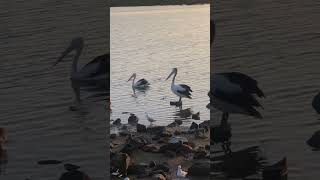 Trailer Pelican shortvideos pelicans trending shorts [upl. by Damour]