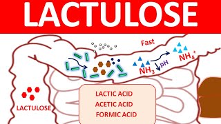 Lactulose for chronic constipation and hepatic encephalopathy [upl. by Aicirpac]