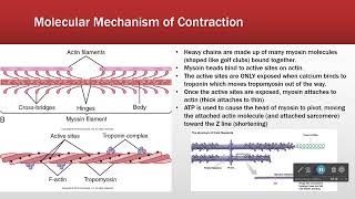 Sarcomere Structure Makes Function [upl. by Eichman]