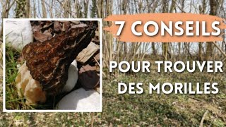 7 conseils pour trouver des morilles  Où trouver des morilles [upl. by Bigford920]