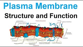 plasma membrane  structure and function  biology [upl. by Lotte325]