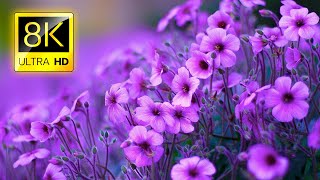 The Most Beautiful Flowers Collection 8K ULTRA HD  8K TV [upl. by Penoyer]