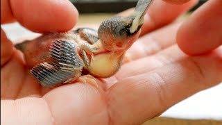 How to hand feed a baby bird  3 techniques [upl. by Amero184]