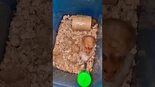 Cute HamsterBreeding Syrian Hamster [upl. by Trudie]