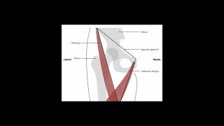 Femoral triangle Notes📝✨✨ [upl. by Stelmach]