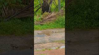 YELLOWBILLED BABBLER BIRDSbirdsbirdloversshortvideoviralvideoshortsviralbirdsbathviralshort [upl. by Nere]