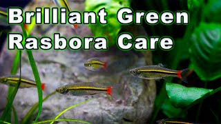 Brilliant Green Rasbora Care The Ultimate Schooling Fish [upl. by Rojas286]