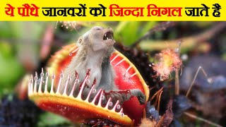 देख लो ये पौधे कैसे जानवरों को खाते है  Dangerous Carnivorous Plants That Eat Animals [upl. by Itsirk]