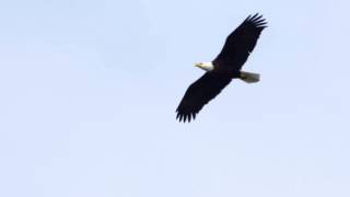 Bald Eagle Soaring [upl. by Higgins]